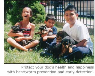 Heartworm Treatment And Prevention Tips